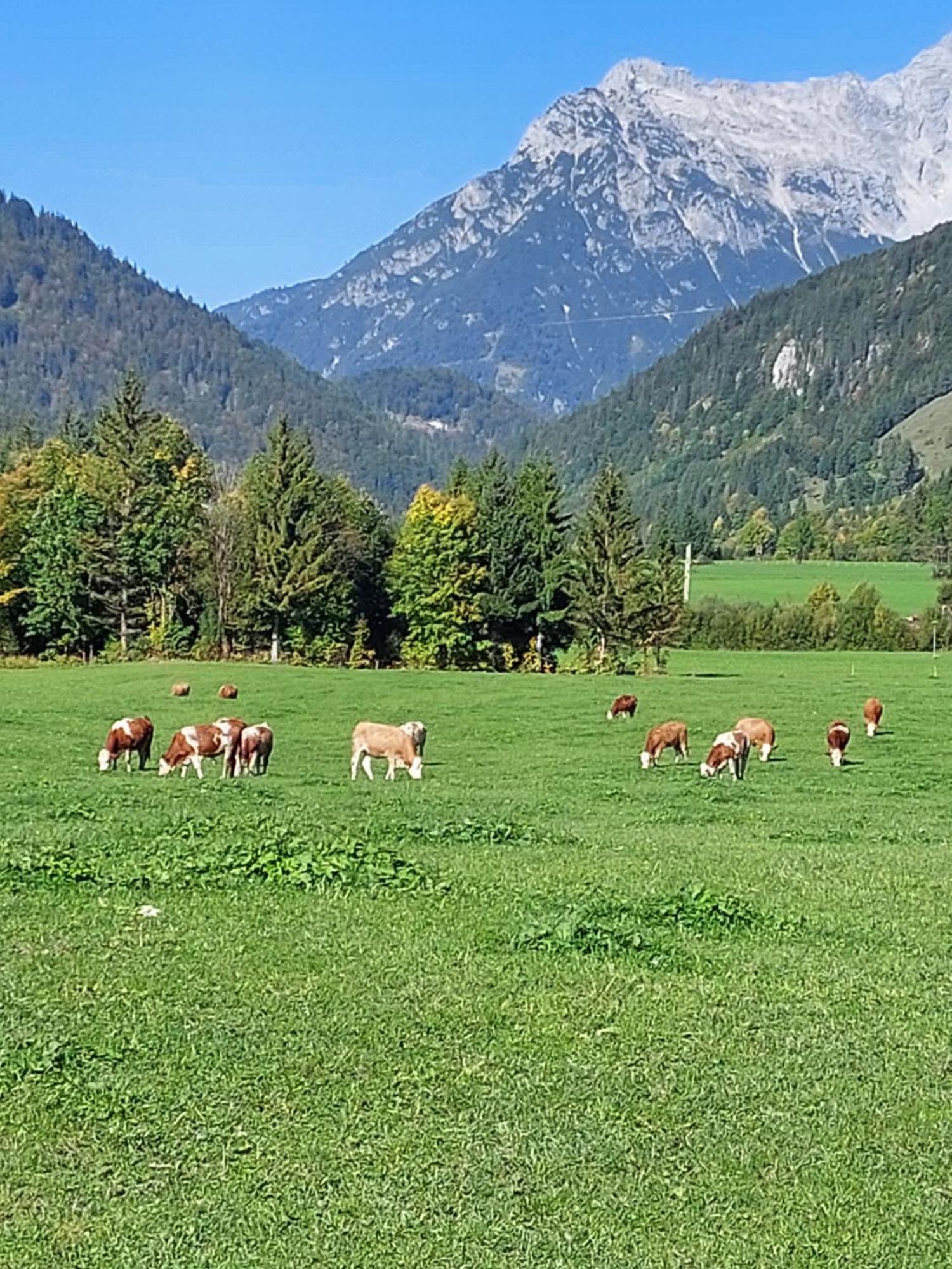 Ferienwohnungen Recherhof Hochfilzen Exteriör bild